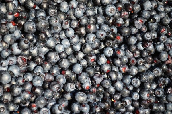 blueberries, fruit, bilberry-850881.jpg