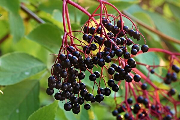 elder, sambucus, tire-3640683.jpg