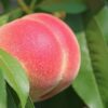 peach, fruit, food-2721852.jpg