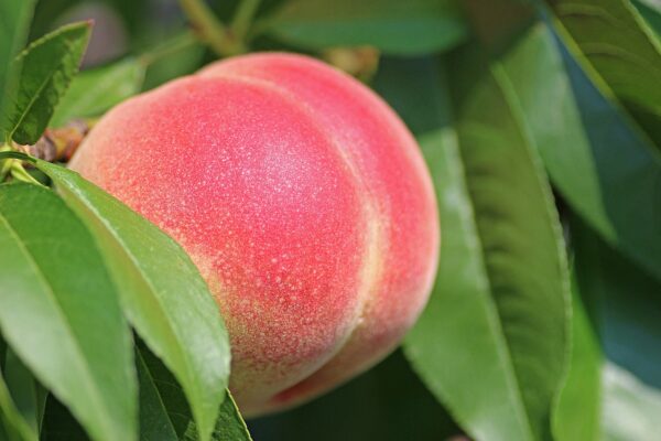 peach, fruit, food-2721852.jpg