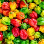 pile of chilies